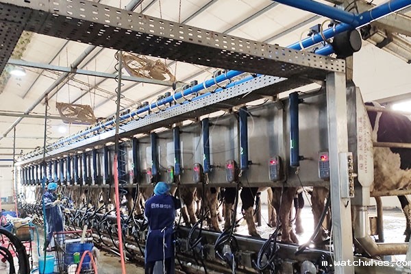 并列式挤奶机 并列式挤奶机