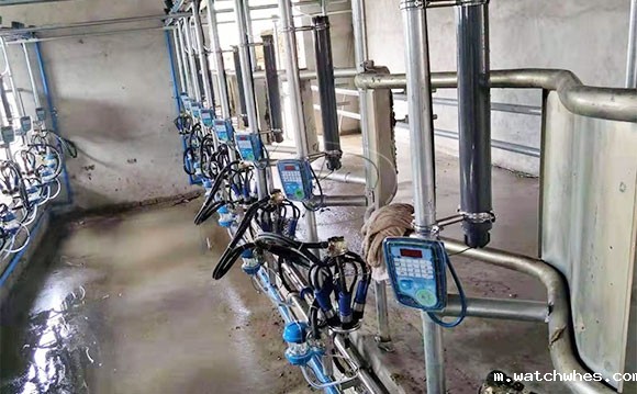 陕西16位鱼骨式阿菲金奶牛<a href=/ target=_blank class=infotextkey>挤奶机</a>顺利发货