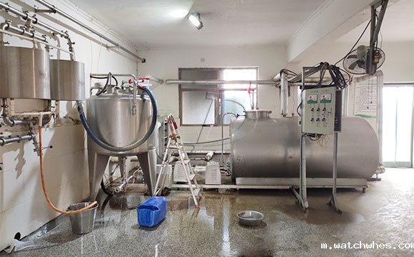 河南某客户使用我公司并列式<a href=/ target=_blank class=infotextkey>挤奶机</a>为奶牛挤奶现场