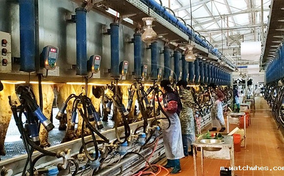 阿菲金奶牛挤奶机