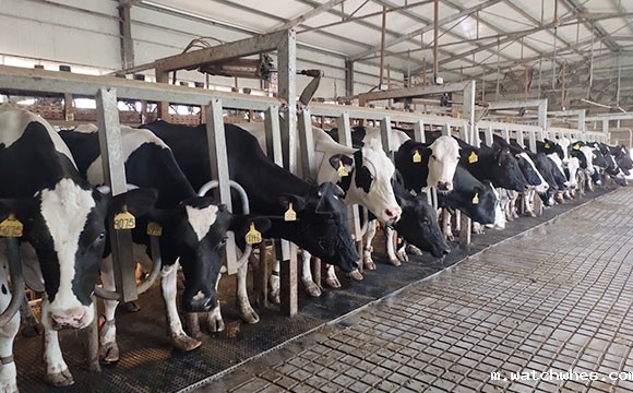 阿菲金奶牛挤奶机