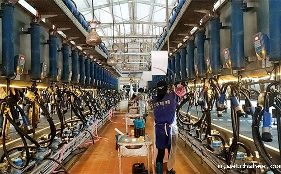 阿菲金奶牛挤奶机