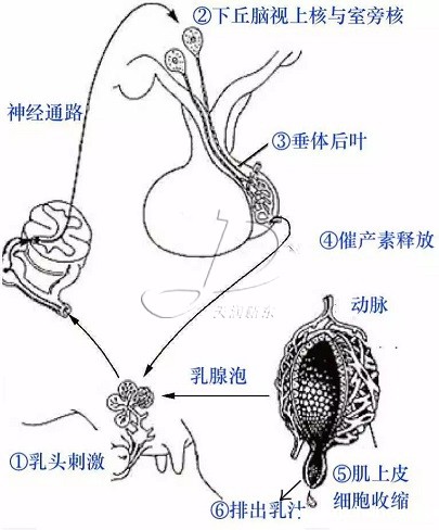 奶牛乳房结构