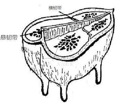 奶牛乳房结构