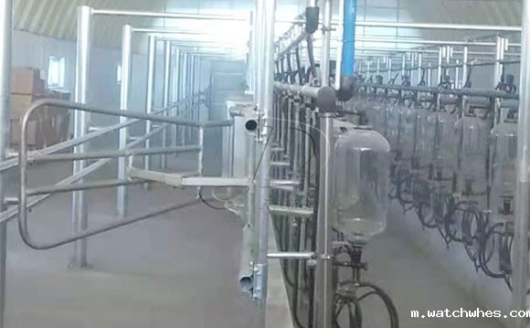 鱼骨式计量瓶奶牛<a href=/ target=_blank class=infotextkey>挤奶机</a>