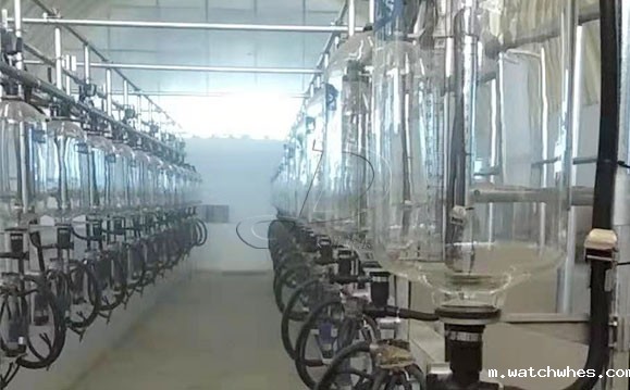 鱼骨式计量瓶奶牛<a href=/ target=_blank class=infotextkey>挤奶机</a>