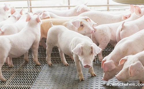 夏季生猪长途运输中的技术措施