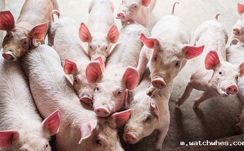 拉猪的畜禽运输车属于特种车吗？畜禽运输车分类